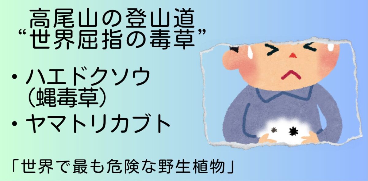世界屈指の毒草