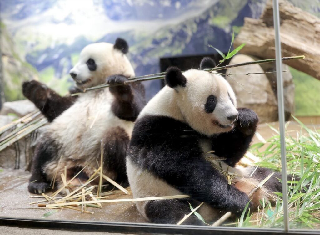 双子パンダ・シャオシャオとレイレイ